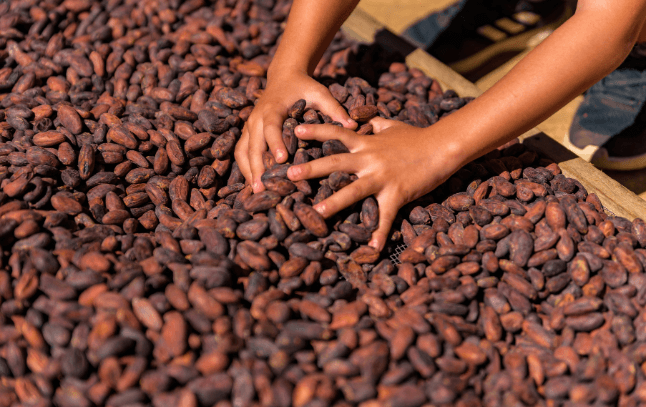 Cacao Beans